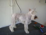 White - www.kutyakozmetika.mbit.hu