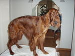 Rocky nyírás után - www.kutyakozmetika.mbit.hu