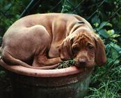 Magyar vizsla - Bedó kutyakozmetika