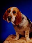 Basset - Bedó kutyakozmetika
