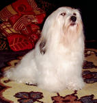 Havanese - Bedó kutyakozmetika