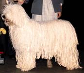 Komondor - Bedó kutyakozmetika