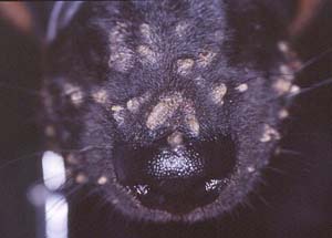 Gomba - Bedó kutyakozmetika