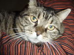 Marci cica - www.kutyakozmetika.mbit.hu