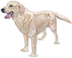 Kutya csontváz - Bedó kutyakozmetika